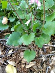 Heuchera hirsutissima