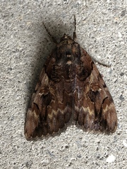 Catocala muliercula