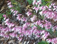 Heuchera hirsutissima