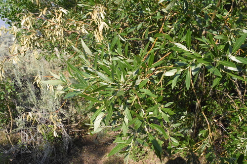 Image of Salix lemmonii by (c) Gabriel Campbell-Martinez, some rights reserved (CC BY)