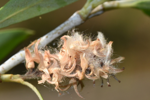 Salix lemmonii, photograph 6