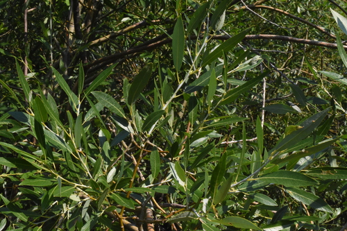 Image of Salix lemmonii by (c) Gabriel Campbell-Martinez, some rights reserved (CC BY)