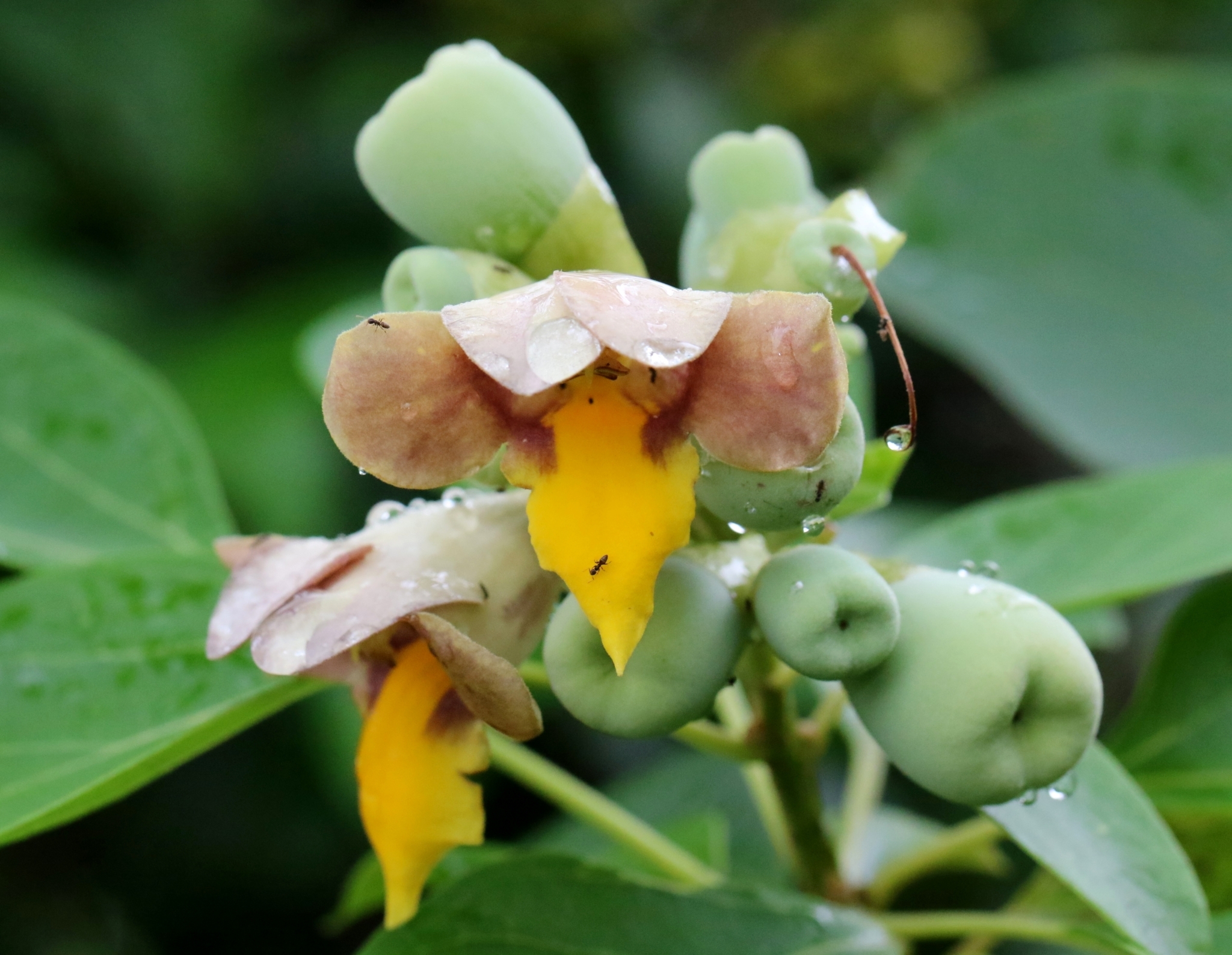 Gmelina chinensis