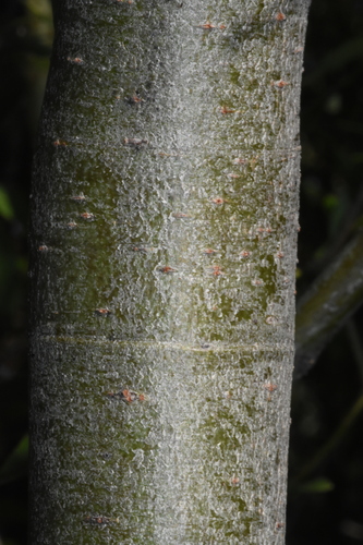 Image of Salix lemmonii by (c) Gabriel Campbell-Martinez, some rights reserved (CC BY)