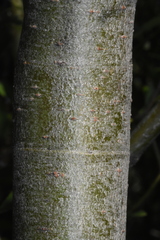 (c) Gabriel Campbell-Martinez, some rights reserved (CC BY) Salix lemmonii, photograph (c) Gabriel Campbell-Martinez, some rights reserved (CC BY)