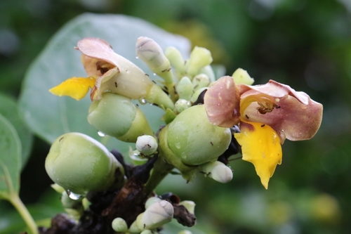 Image of Gmelina Chinensis (Gmelina chinensis) by no rights reserved