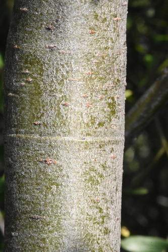 Image of Salix lemmonii by (c) Gabriel Campbell-Martinez, some rights reserved (CC BY)