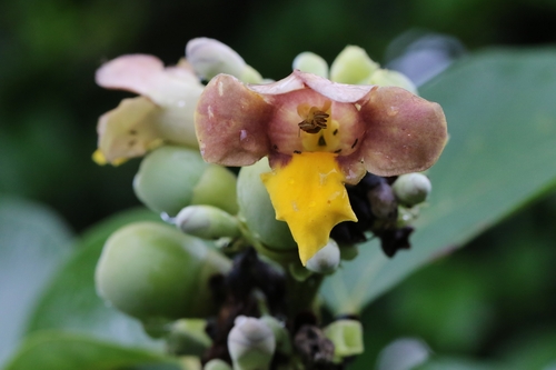 Image of Gmelina Chinensis (Gmelina chinensis) by no rights reserved