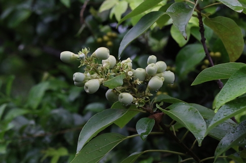 Image of Gmelina Chinensis (Gmelina chinensis) by no rights reserved