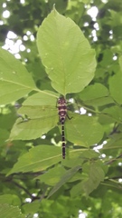 Macromia