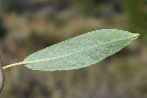 Image of Salix lemmonii by (c) Gabriel Campbell-Martinez, some rights reserved (CC BY)