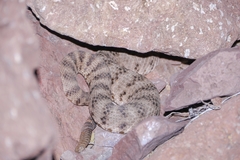Crotalus tigris