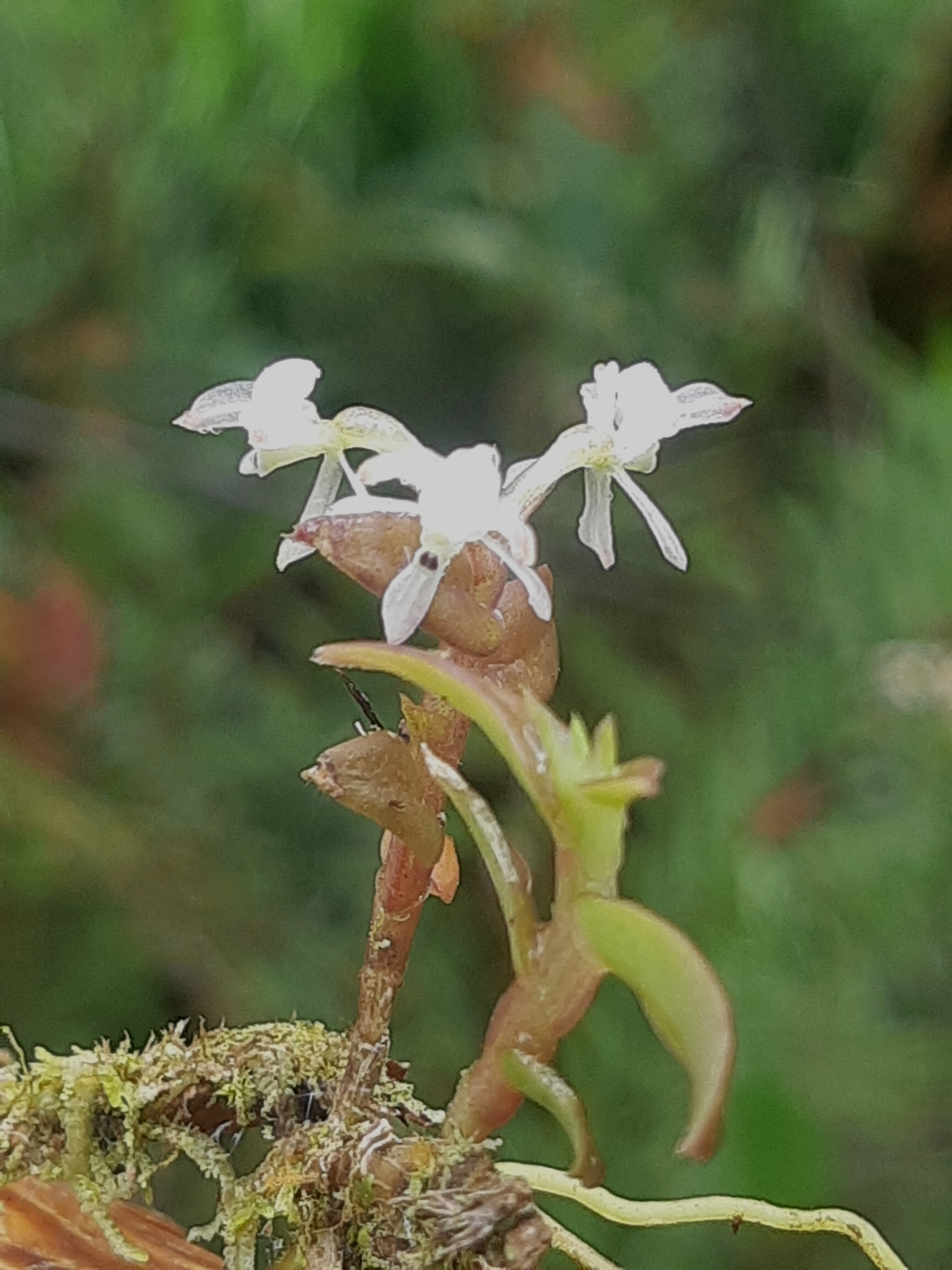 Epidendrum nanosimplex Hágsater & Dodson