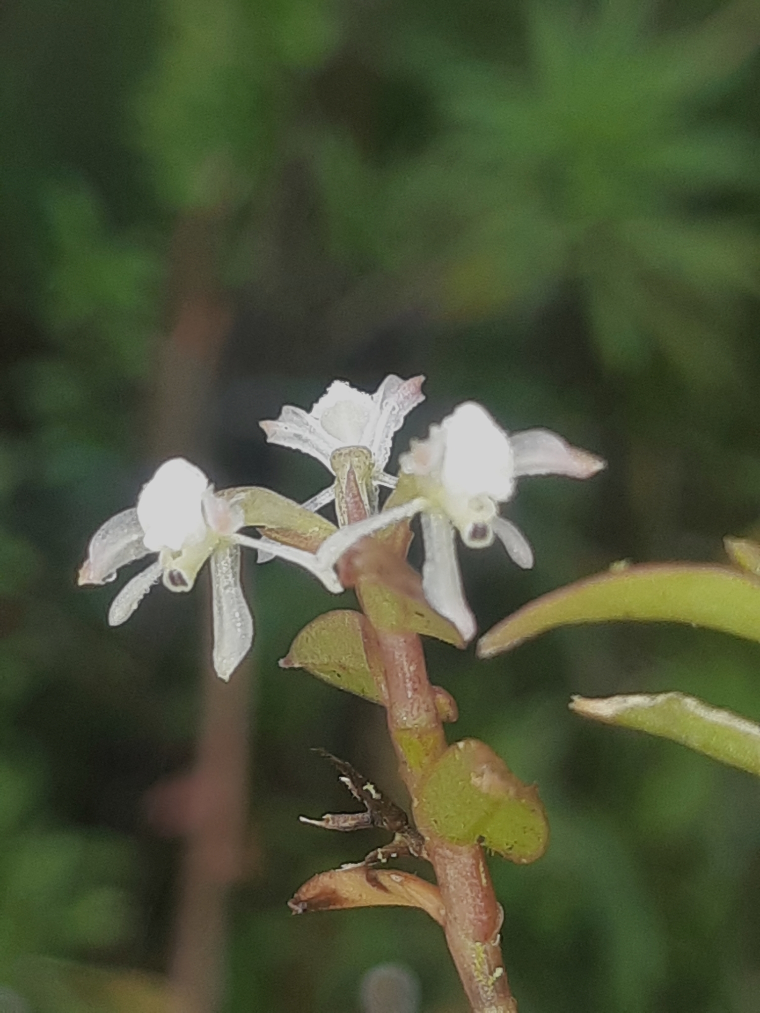 Epidendrum nanosimplex Hágsater & Dodson 2