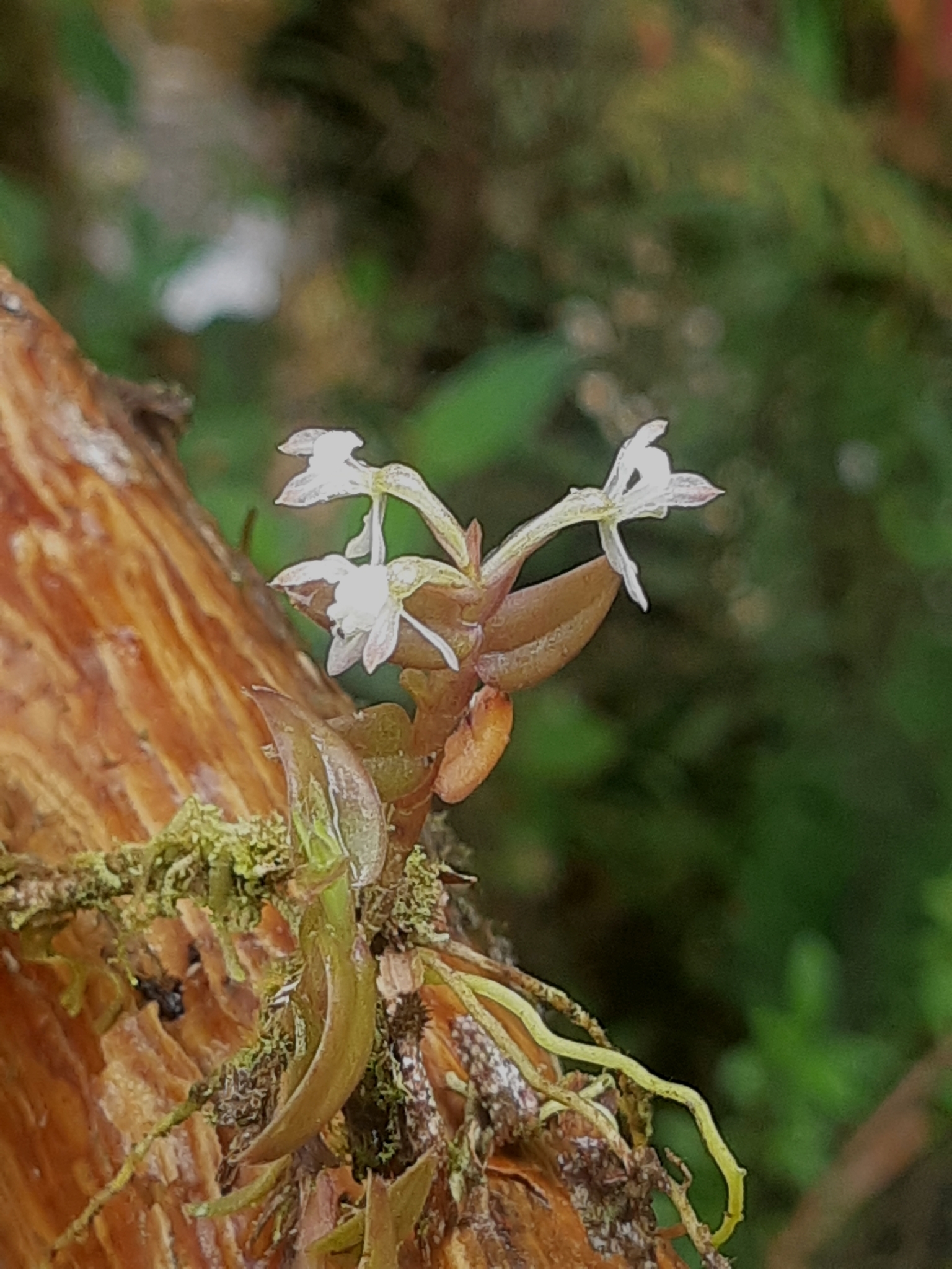 Epidendrum nanosimplex Hágsater & Dodson 3