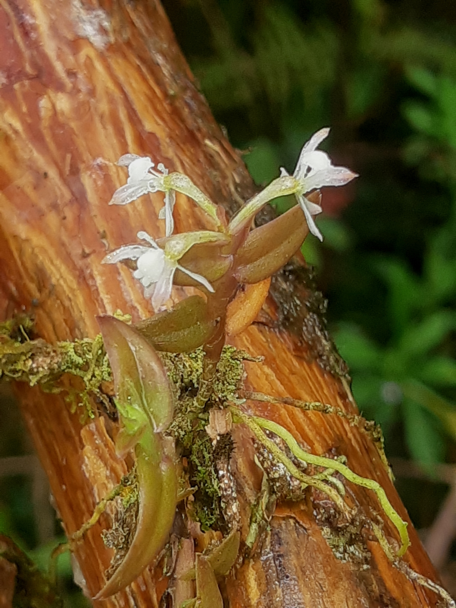 Epidendrum nanosimplex Hágsater & Dodson 4