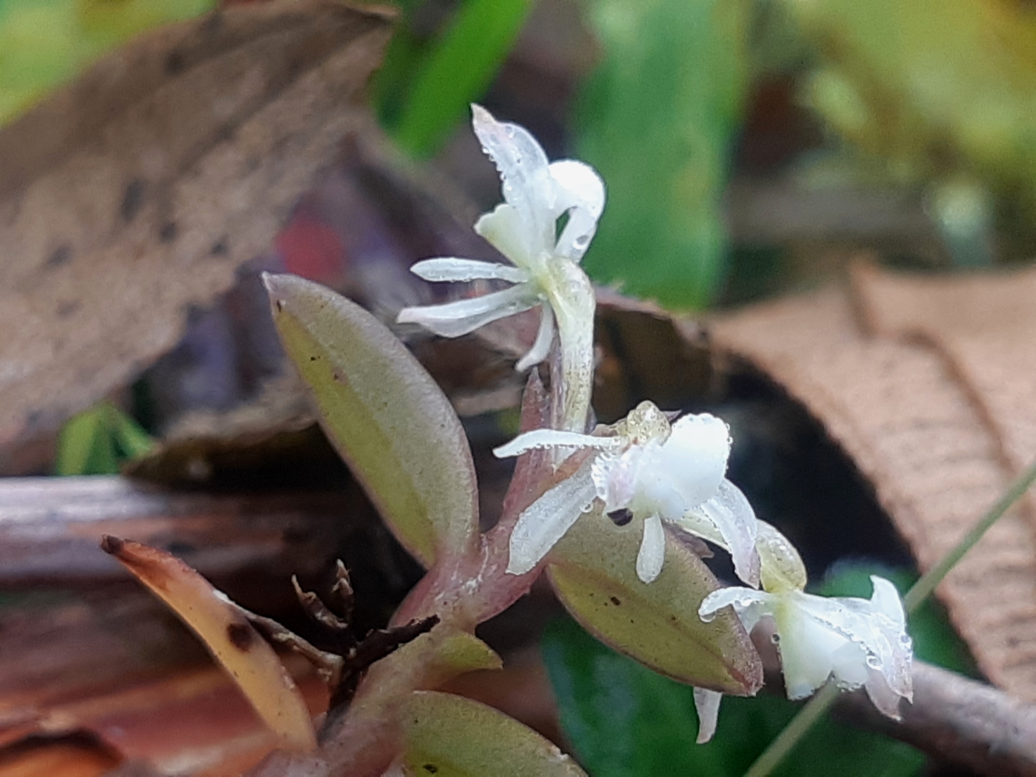 Epidendrum nanosimplex Hágsater & Dodson 5
