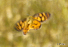 Heteronympha penelope