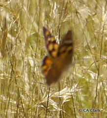 Heteronympha penelope