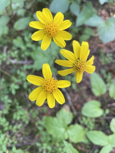 Broadleaf arnica (Arnica latifolia)