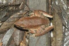 Giant River Frog photo 3