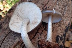 Pluteus exilis image