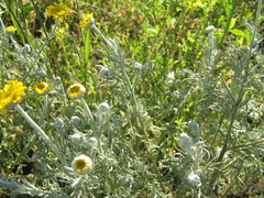 Cota tinctoria