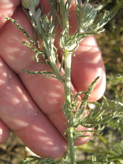 Cota tinctoria