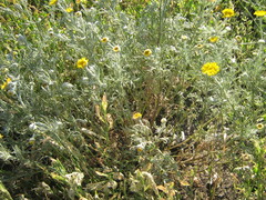 Cota tinctoria