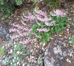 Heuchera hirsutissima