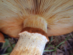 Gymnopilus ventricosus image
