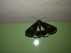Catephia alchymista