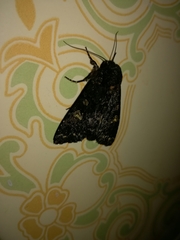 Catephia alchymista