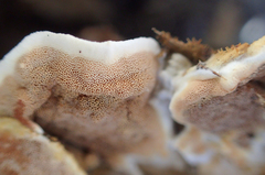 Gloeoporus dichrous image