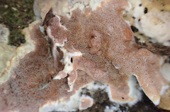 Gloeoporus dichrous image