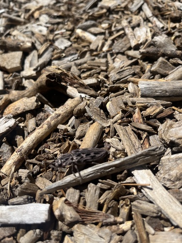 iNaturalist observation photo of Western Sculptured Pine Borer