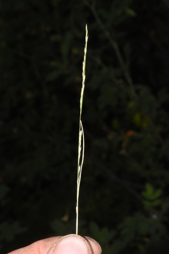 Image of Deschampsia elongata by (c) Gabriel Campbell-Martinez, some rights reserved (CC BY)