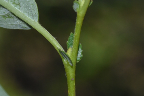 Image of Salix lemmonii by (c) Gabriel Campbell-Martinez, some rights reserved (CC BY)