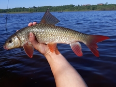 Moxostoma macrolepidotum