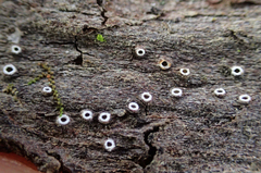 Stictis radiata image
