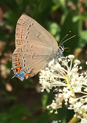 Satyrium edwardsii