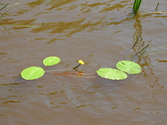 Nuphar lutea