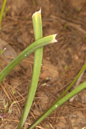 Image of Triteleia crocea by (c) Steve Matson, some rights reserved (CC BY)