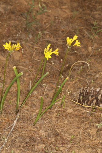 Image of Triteleia crocea by (c) Steve Matson, some rights reserved (CC BY)