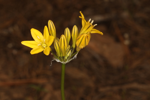 Image of Triteleia crocea by (c) Steve Matson, some rights reserved (CC BY)
