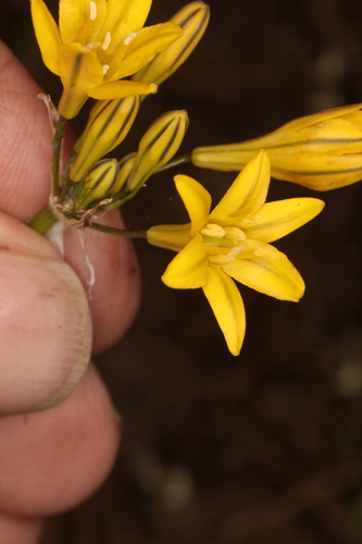 Image of Triteleia crocea by (c) Steve Matson, some rights reserved (CC BY)