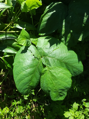 Image of Mucuna pruriens by (c) 曾昱承 Yu-Cheng Zeng, some rights reserved (CC BY)