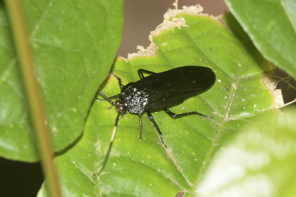 Catara rugosicollis (Catara rugosicollis)