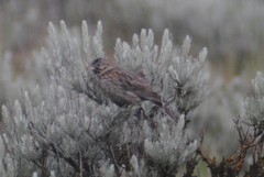 Pooecetes gramineus confinis