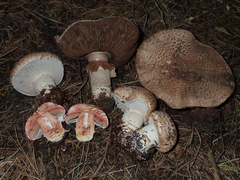 Agaricus pattersonae image